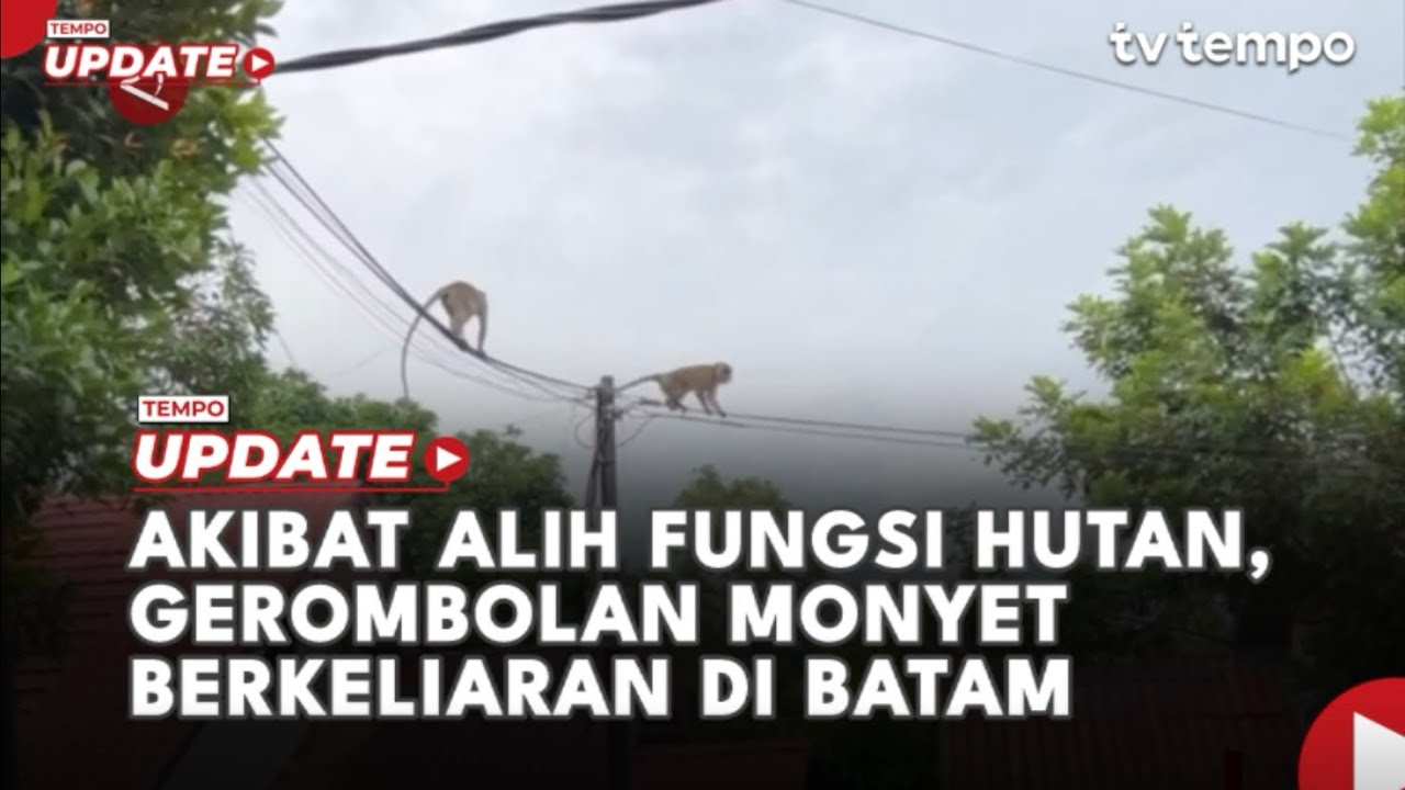 Youtube Thumnail image of : Akibat Alih Fungsi Hutan, Gerombolan Monyet Berkeliaran di Batam