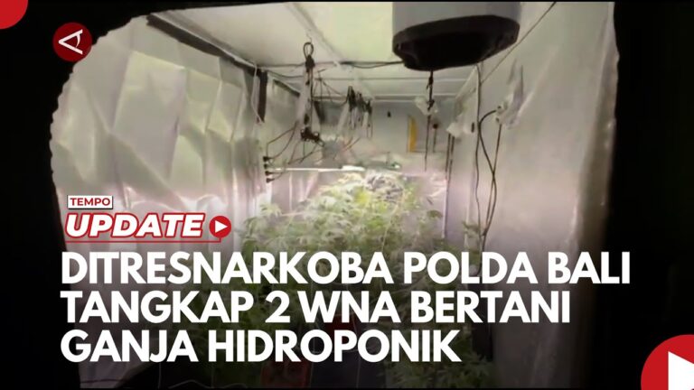 Youtube Thumnail image of : Ditresnarkoba Polda Bali Tangkap 2 WNA Bertani Ganja Hidroponik