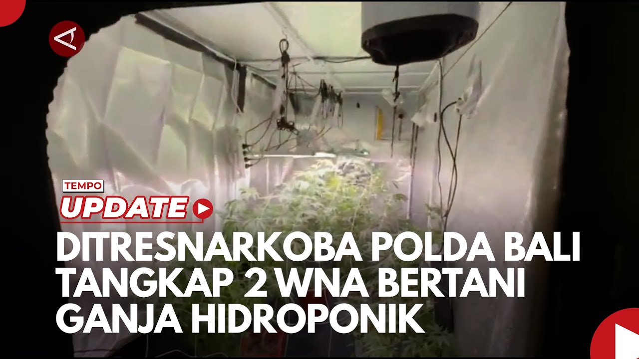 Youtube Thumnail image of : Ditresnarkoba Polda Bali Tangkap 2 WNA Bertani Ganja Hidroponik