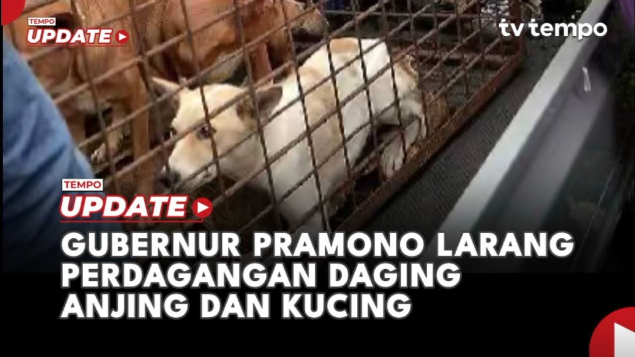 Youtube Thumnail image of : Gubernur Pramono Larang Perdagangan Daging Anjing dan Kucing