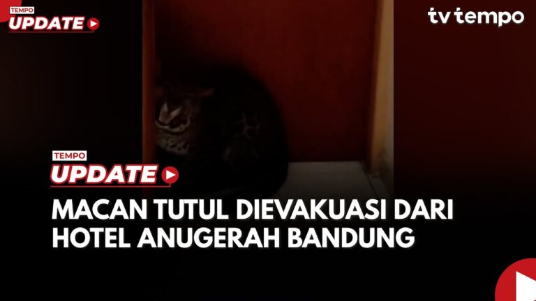 Youtube Thumnail image of : Macan Tutul di Hotel Anugerah Bandung Dievakuasi Petugas