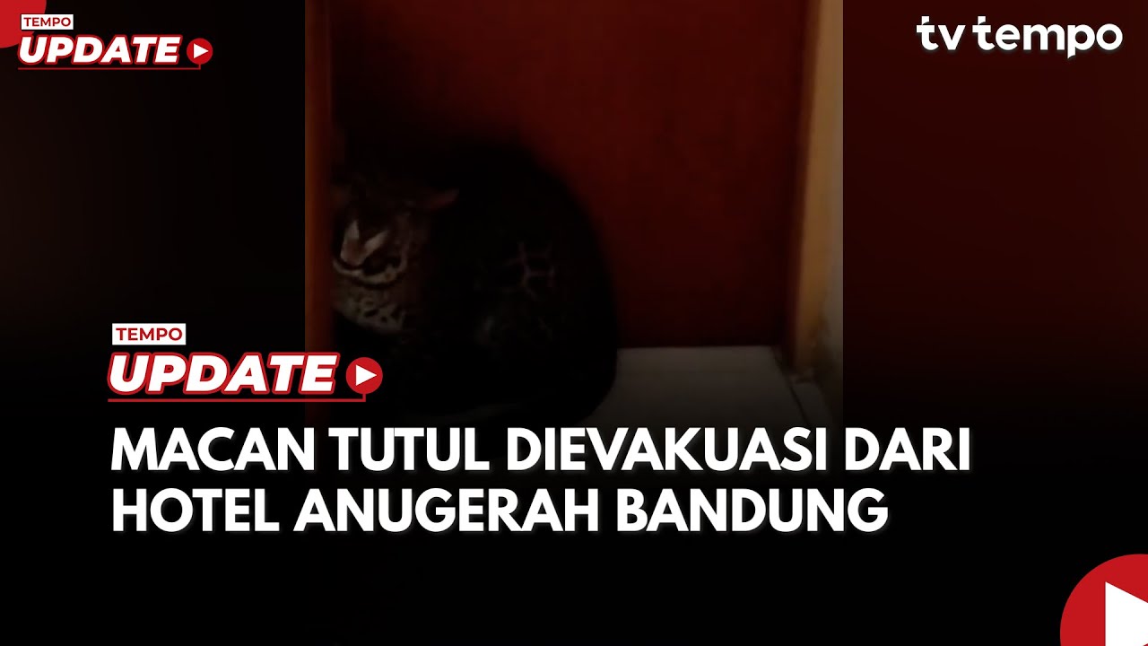 Youtube Thumnail image of : Macan Tutul di Hotel Anugerah Bandung Dievakuasi Petugas