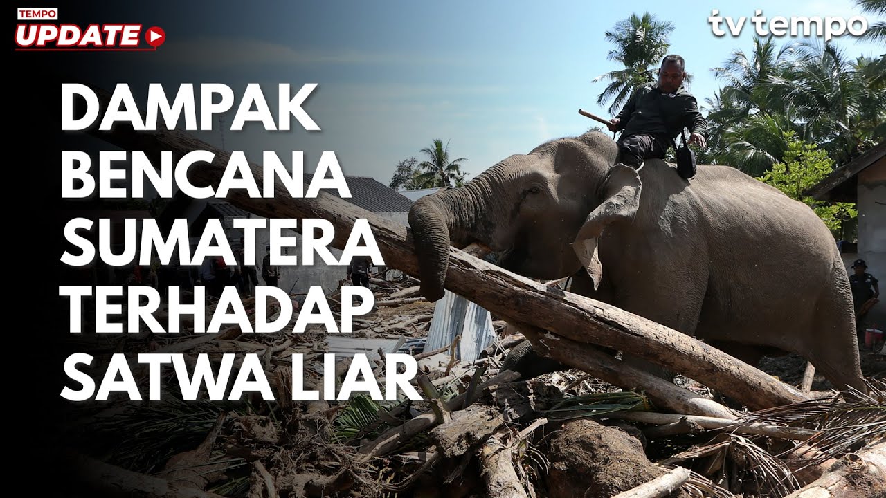 Youtube Thumnail image of : Dampak Bencana Sumatera terhadap Satwa Liar