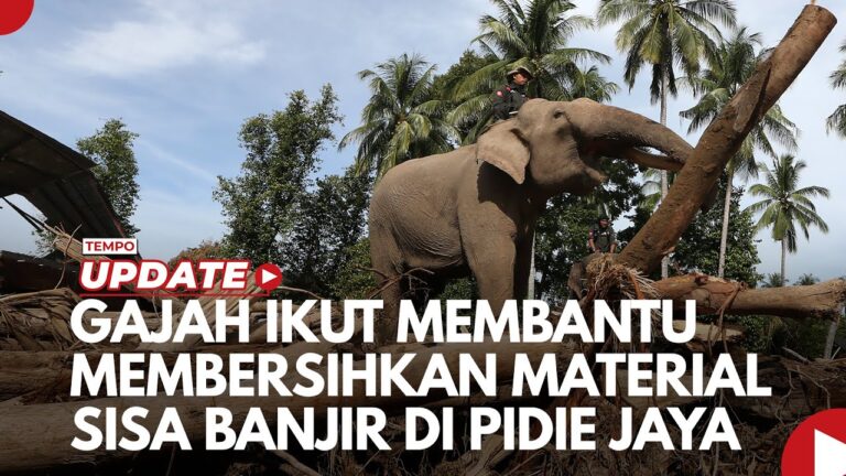Youtube Thumnail image of : Gajah Ikut Membantu Membersihkan Material Sisa Banjir di Pidie Jaya